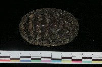 藏品(美石鱉)的圖片